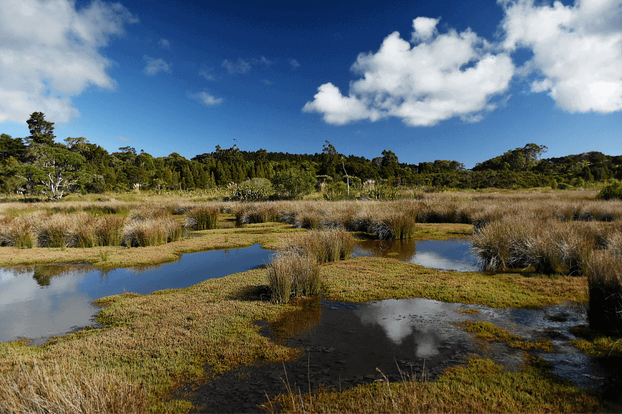 Ibera Wetlands in Northeastern Argentina