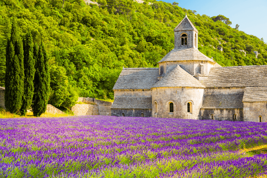 Lavender at Senanque abbey in Provence