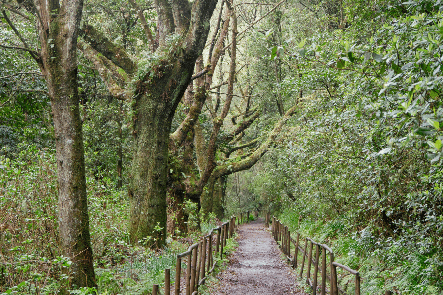 Parque Forestal de Queimadas