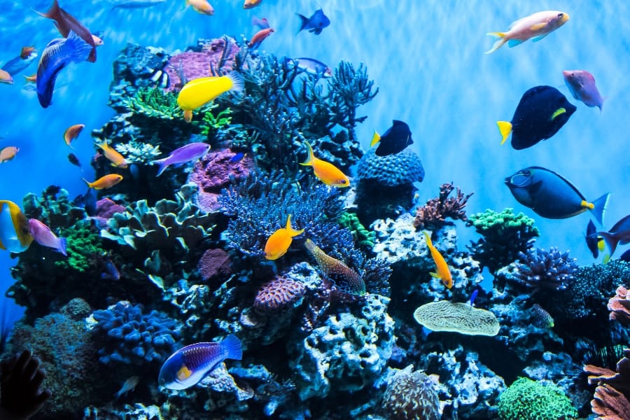 Corfu Aquarium