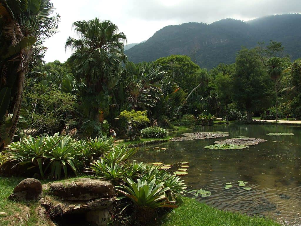 Botanical Garden in Rio