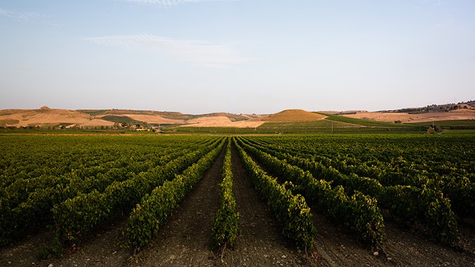 Planeta Dispensa vineyard in Sicily