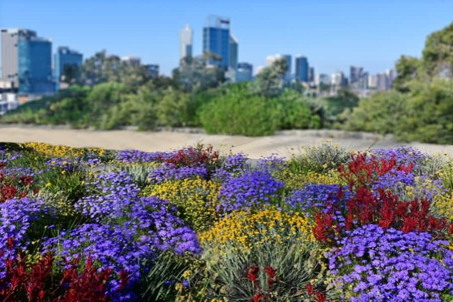 Kings Park and Botanic Garden in West Perth