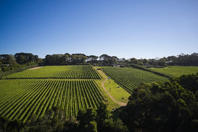 Montalto Vineyard and Olive Grove, Mornington Peninsula, Victoria